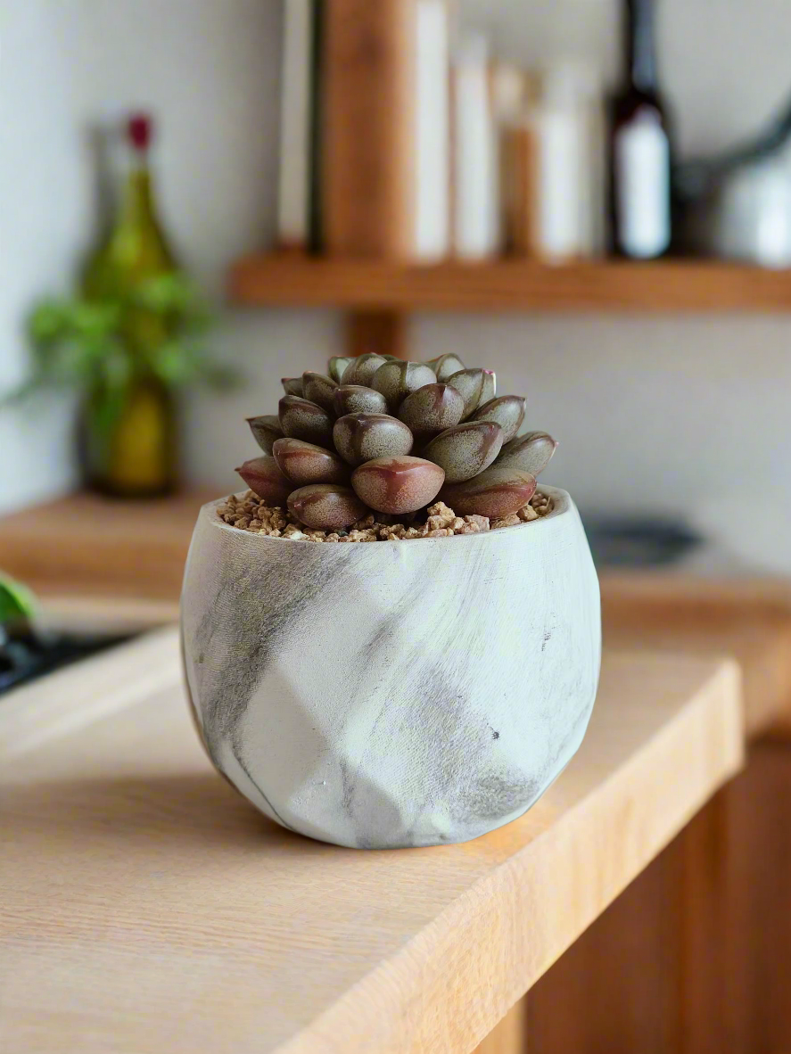 Graptoveria 'Amethorum' thriving in the elegant Succulent Harmony Ash Pot.