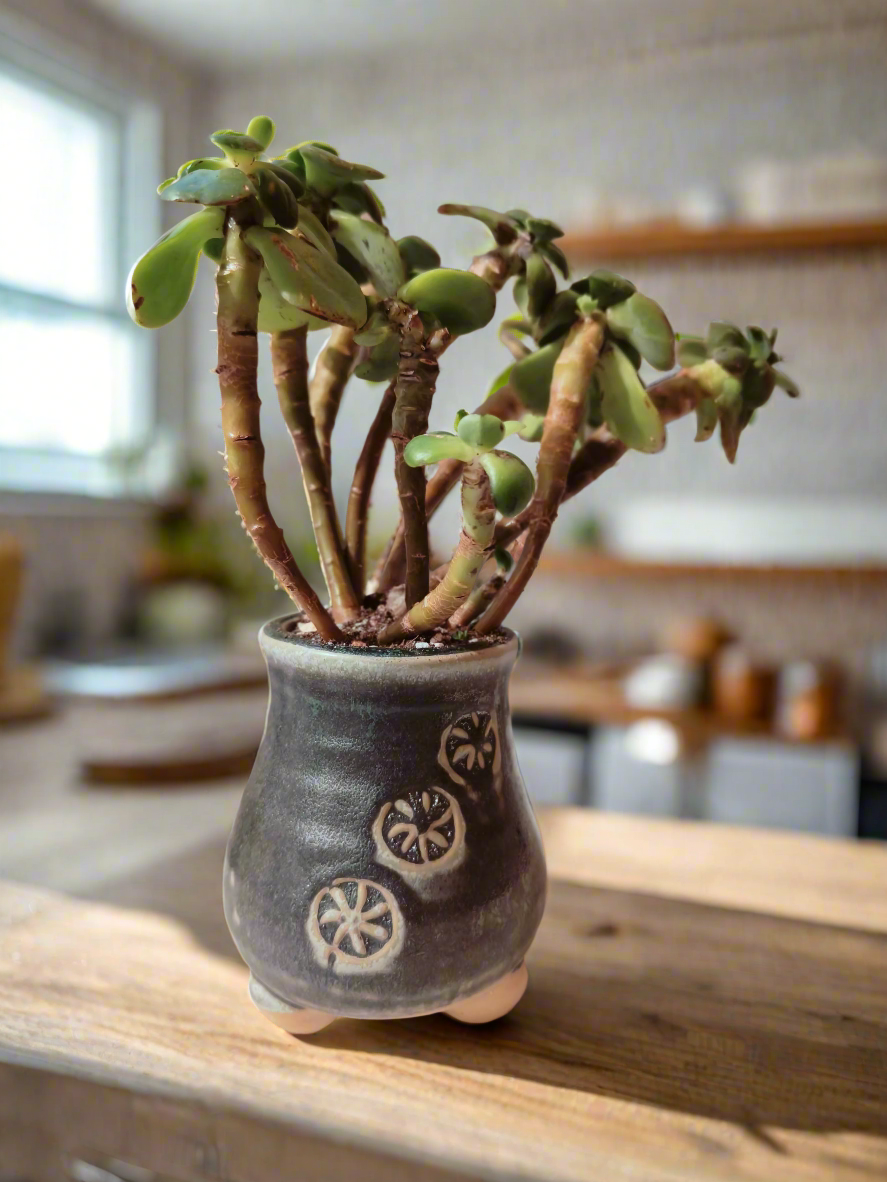 Succulent Rustic Pot Glow Grey – Jade Plant - SlowBloomGreens