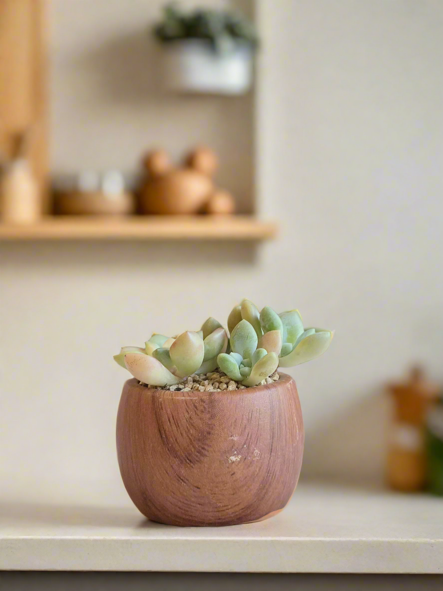 Succulent Mini Round 'Wood' – Graptopetalum mendoza