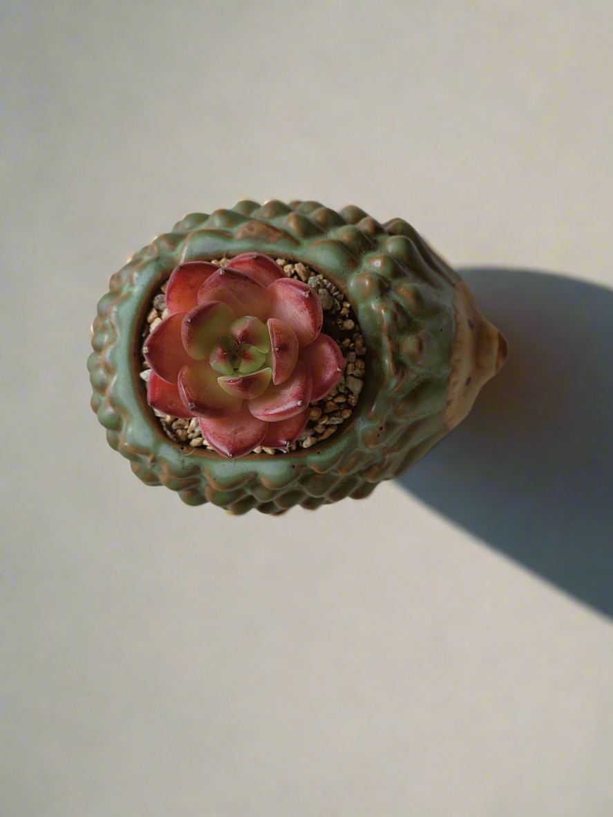 Close-up of Succulent Hedgehog Pot with Echeveria Agavoides 'Romeo'