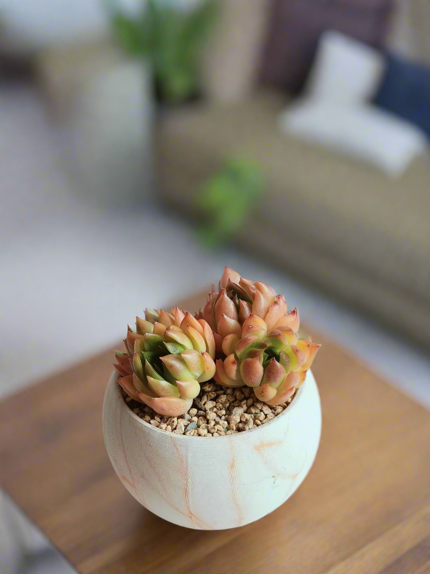 Handcrafted Succulent Elegant Round Orange Pot with Echeveria Agavoides.