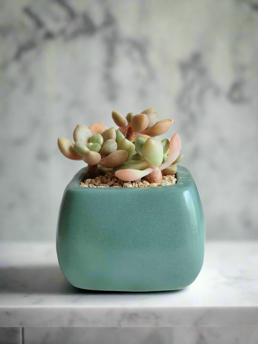 Succulent Serene Square Turquoise – Graptopetalum Mendoza