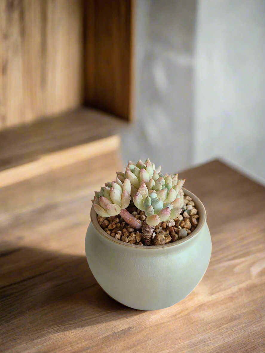 Rustic Sedum treleasei 'Rose Stonecrop' arrangement