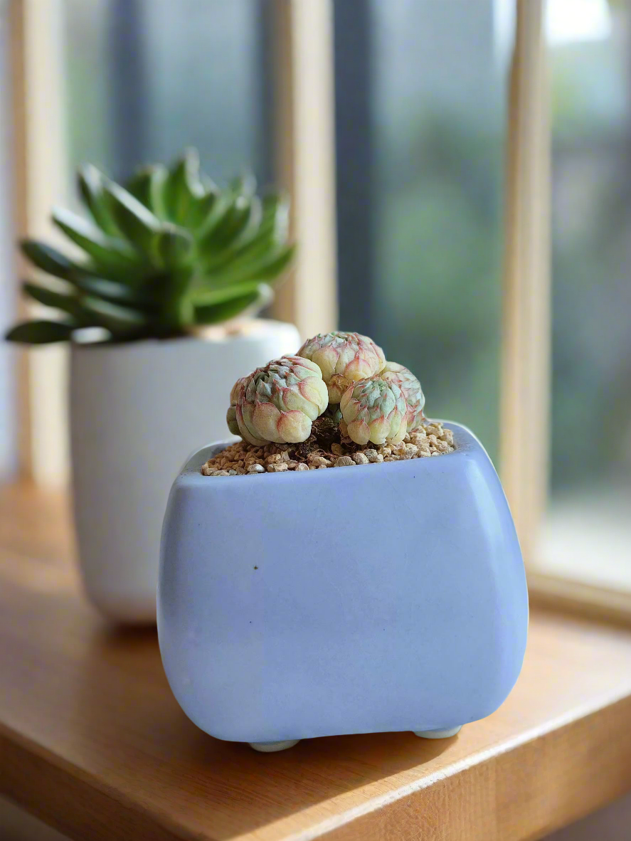 Close-up of Succulent Serene Square Periwinkle – Echeveria Ball of Fat