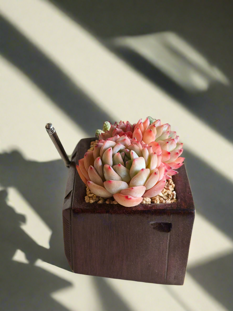 Succulent Retro TV – Echeveria Suryeon  📺🌿