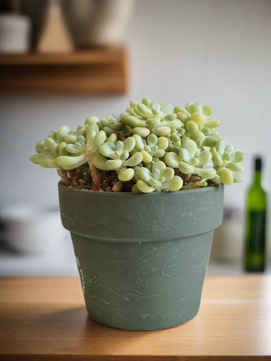 Succulent Rustica Garden – Tiscalatengo Gorge Sedum arranged beautifully for home decor.