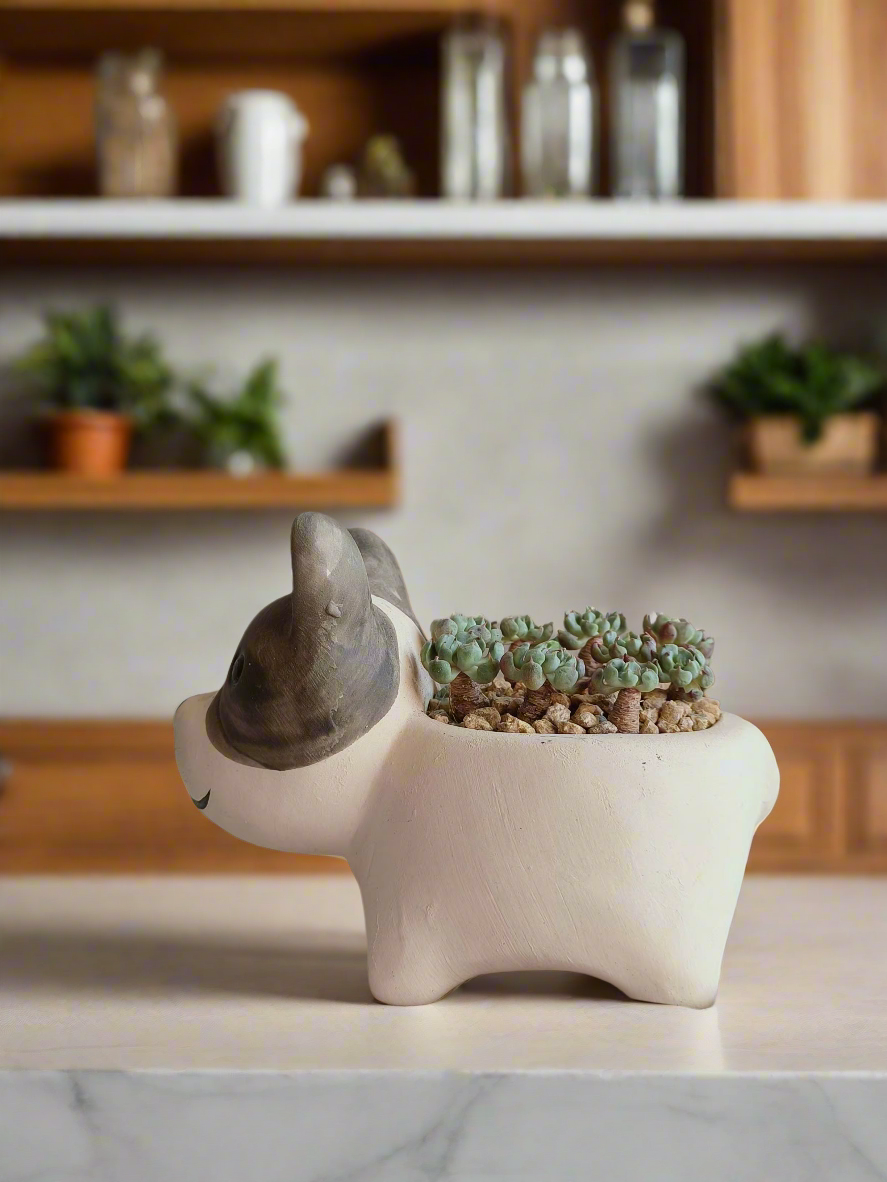 Succulent Dog Planter - mini Echeveria Blue elf - SlowBloomGreens