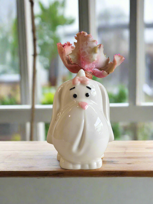 Succulent Melancholy Pup – Echeveria 'Takasago No Okina'