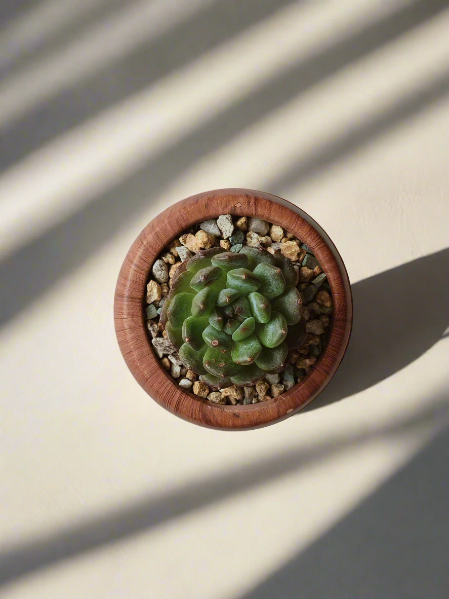 Elegant presentation of the Succulent Mini Round Woodgrain Pot – Echeveria Minima.