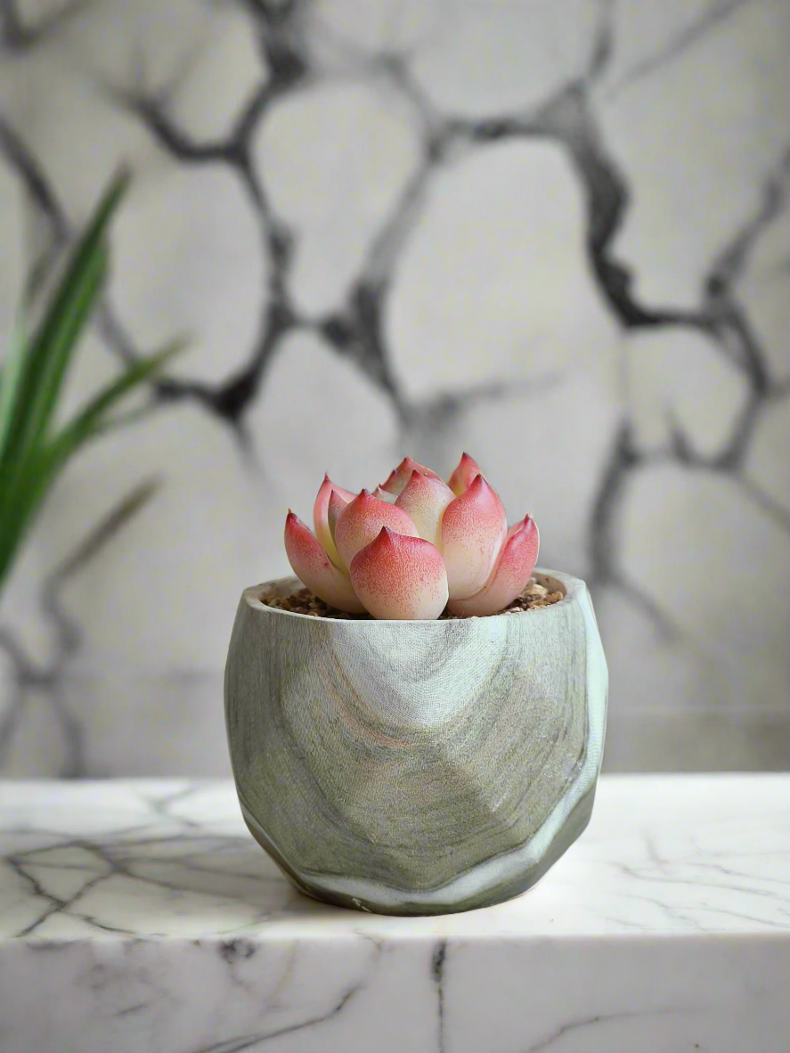 Succulent Harmony Green Pot featuring Echeveria 'Orange Champagne' with vibrant hues.