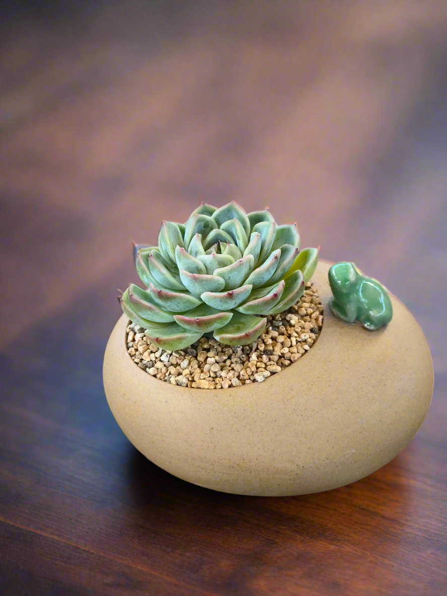 Succulent Frog Planter – Echeveria 'Onslow' - SlowBloomGreens