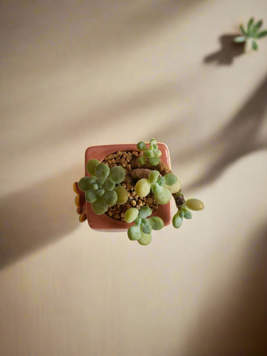 Succulent Floral Charm Pink – Tiscalatengo Gorge Sedum - SlowBloomGreens