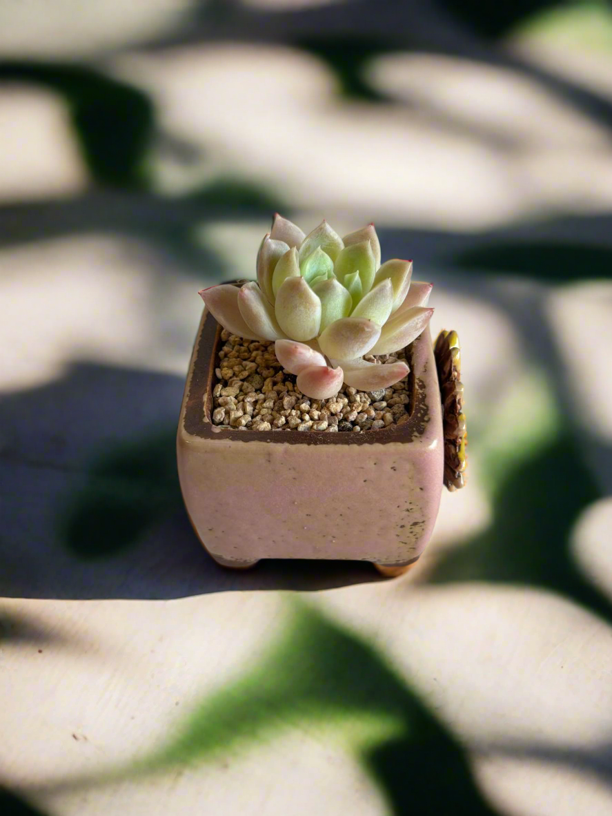 Succulent Ceramic Square Flowerpot Pastel Pink – Pachyphytum Cream Beauty - SlowBloomGreens