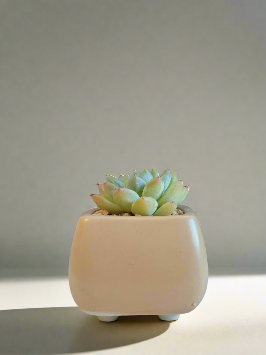 Succulent Serene Square Khaki – Echeveria Agavoides