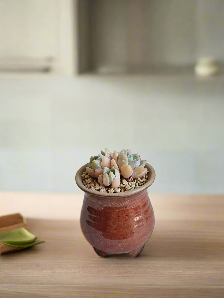 Succulent Rustica Mahogany - Echeveria Suryeon bringing color to a cozy indoor space.