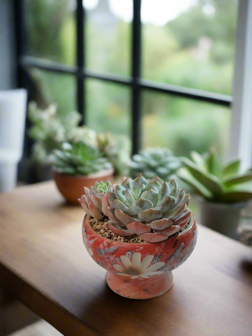 Succulent Moonlit Bloom Pot – Mottled Red with Echeveria Orange Monroe & Friends