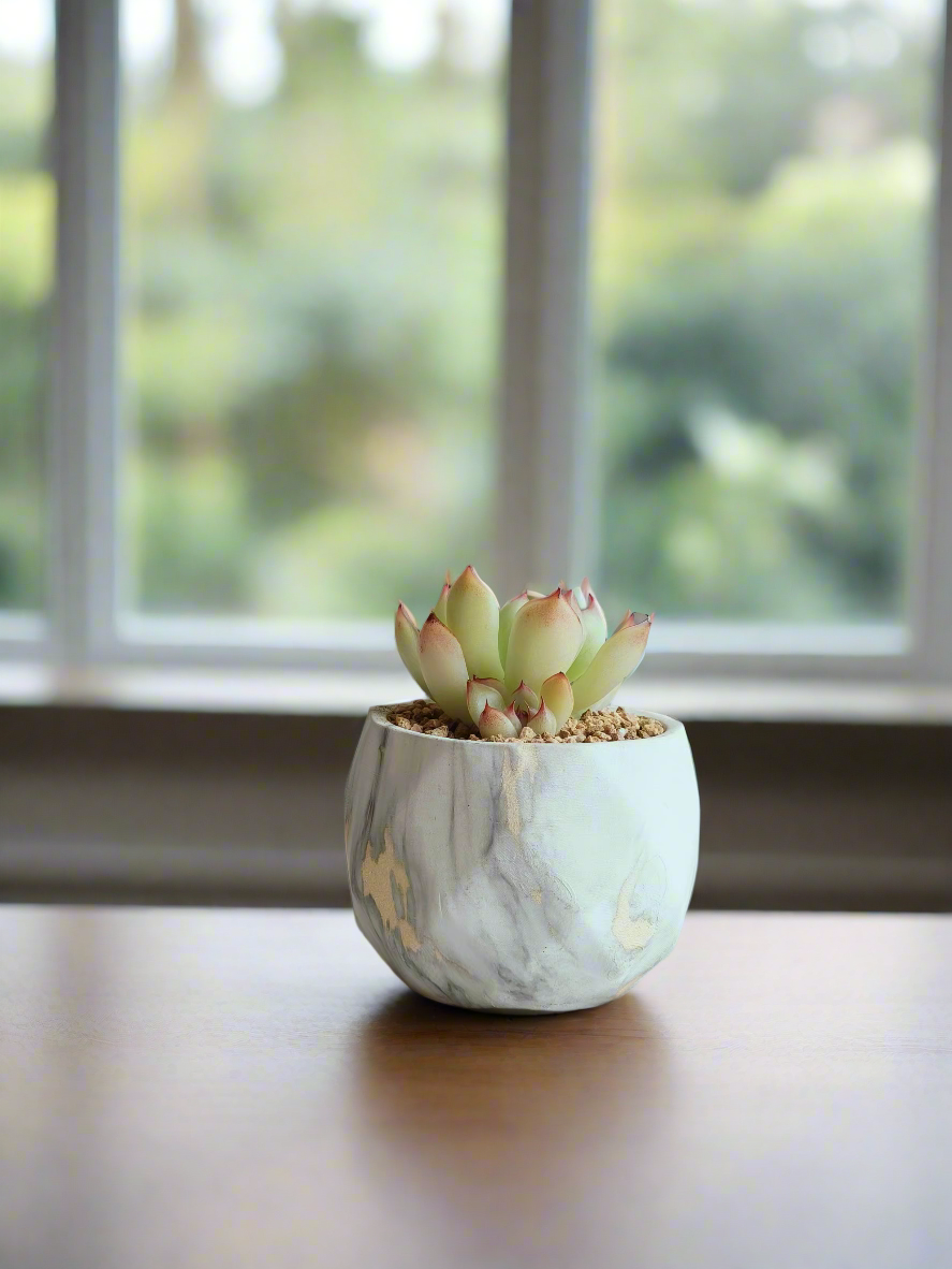 Succulent Classic Marble Gold Pot – Echeveria Elegans