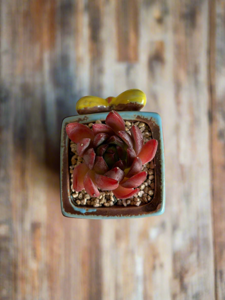 Succulent Ceramic Square Flowerpot Baby Blue – Echeveria Agavoides  'Christmas Eve' - SlowBloomGreens