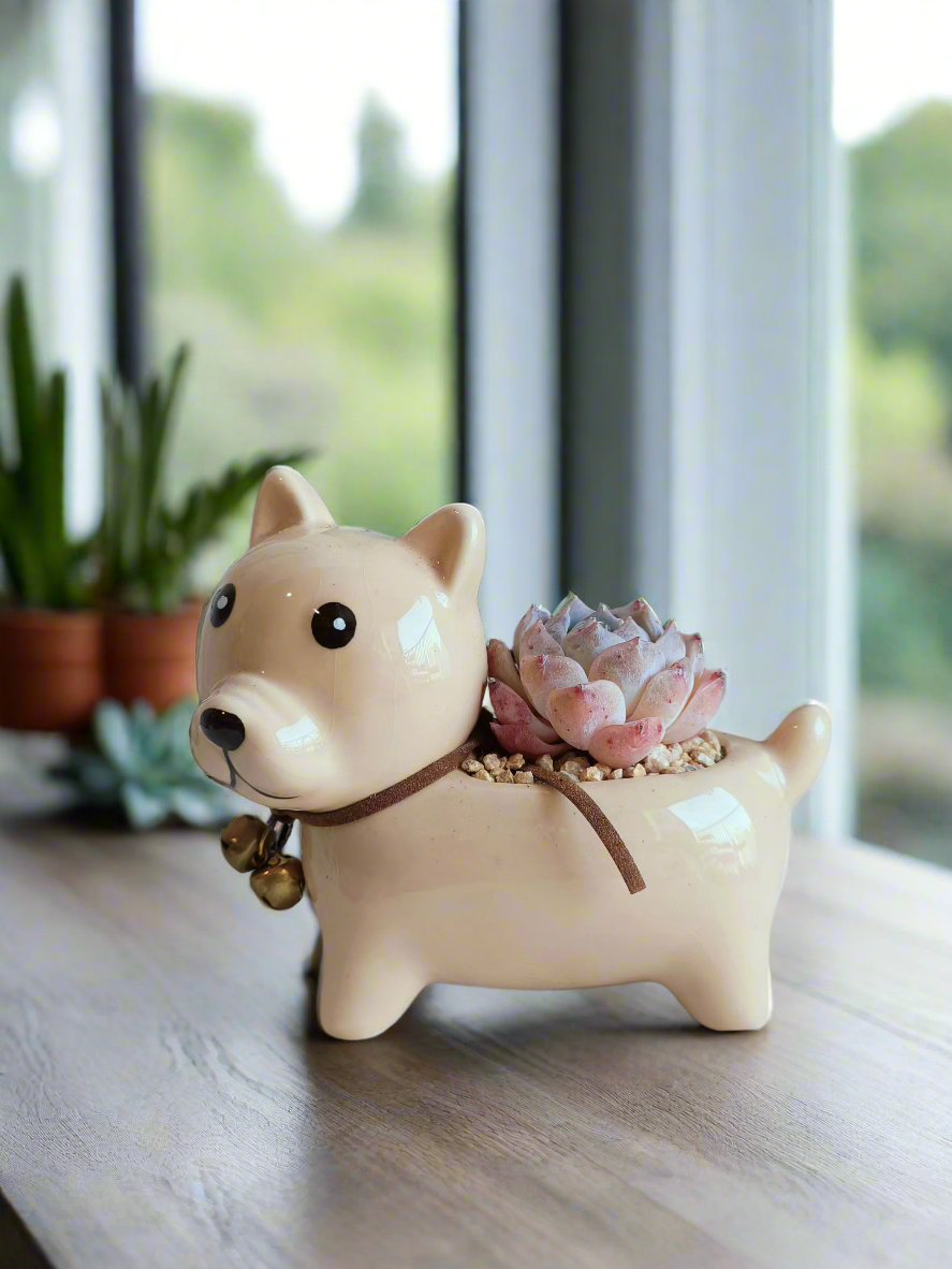 Succulent Puppy Shiba Inu - Echeveria Suryeon - SlowBloomGreens