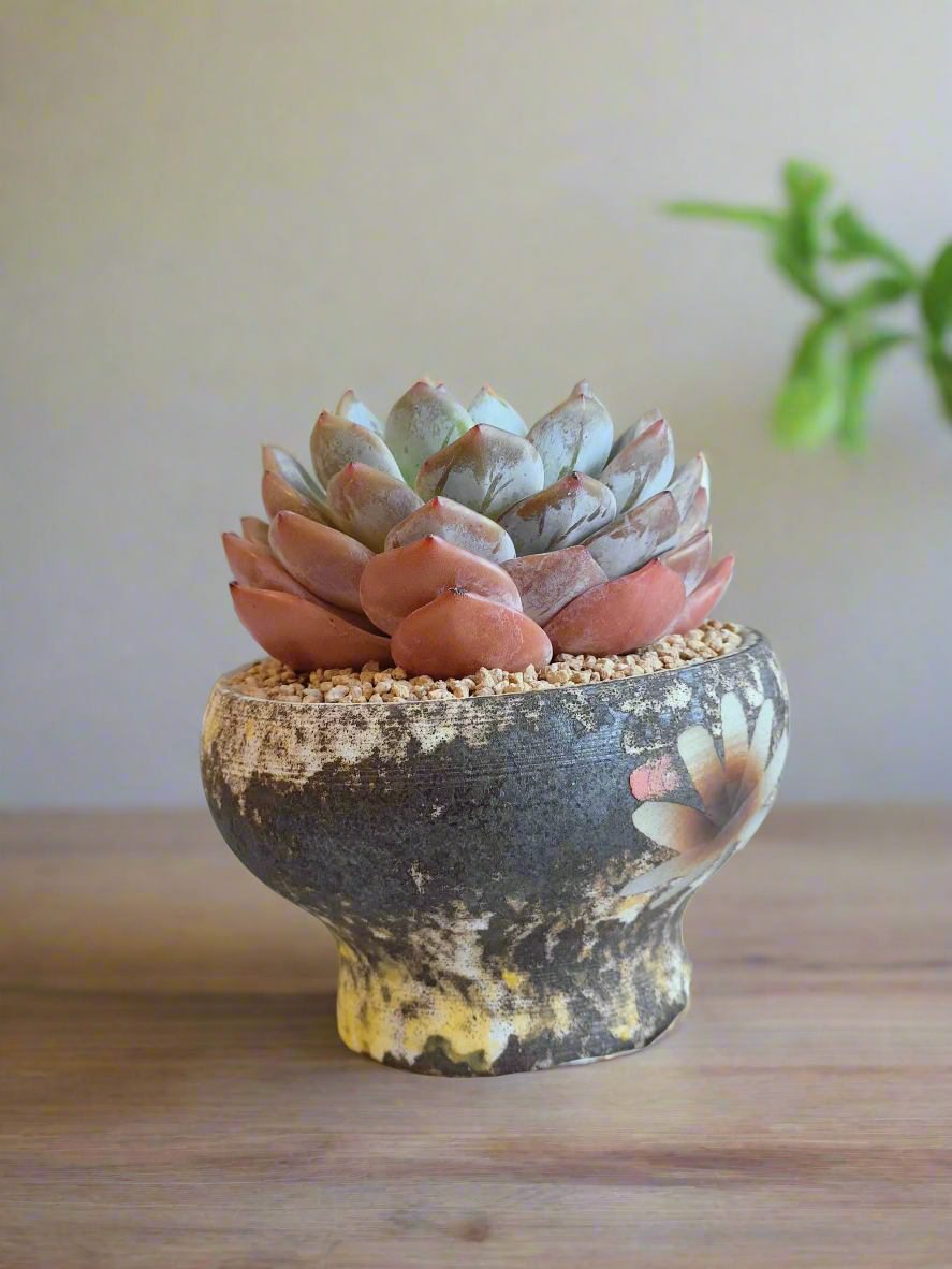 Succulent Moonlit Bloom Pot – Desert Gold with Echeveria Orange Monroe