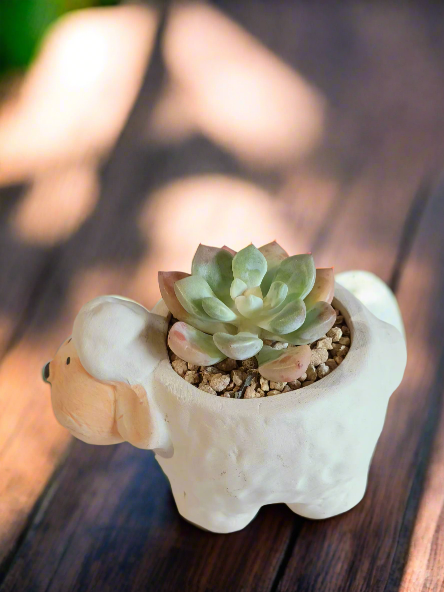 Perfect gift with Echeveria Elegans in a charming sheep planter