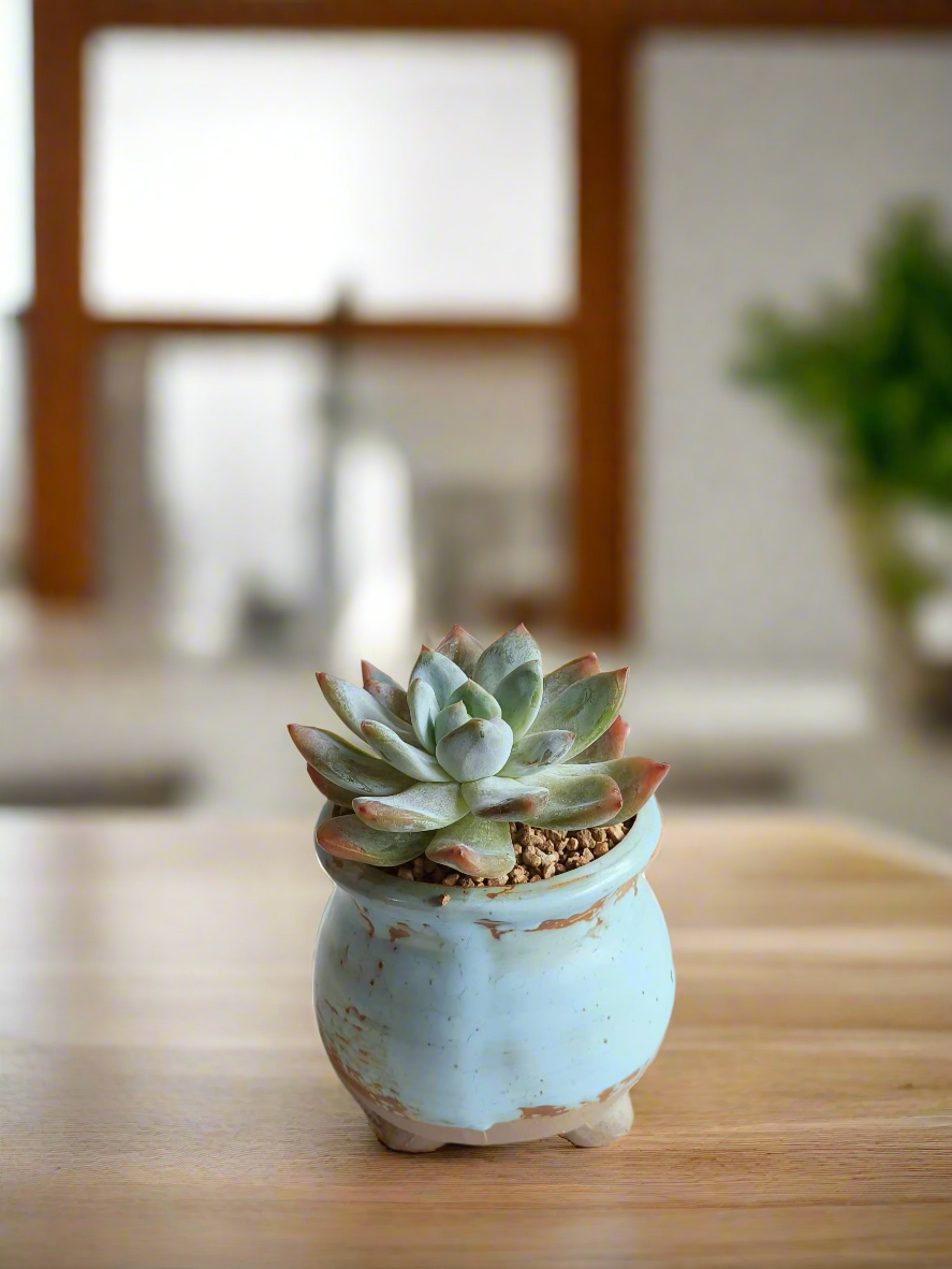 Succulent Rustic Serenity Pot – Echeveria 'Blue Bird'