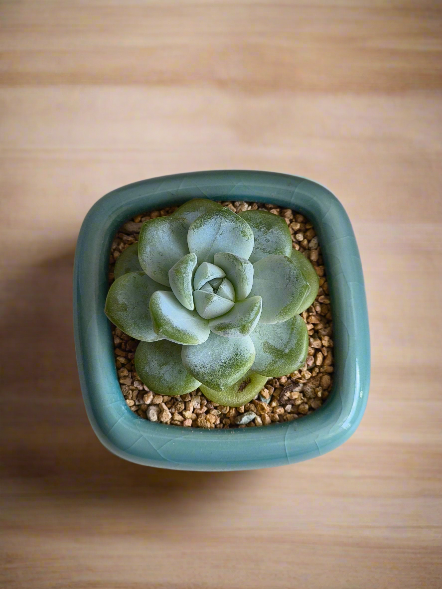 Succulent Zen Square Turquoise Pot – Echeveria Ice Green