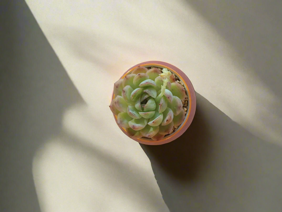 Succulent Auspicious Grace Pot - Echeveria Elegans