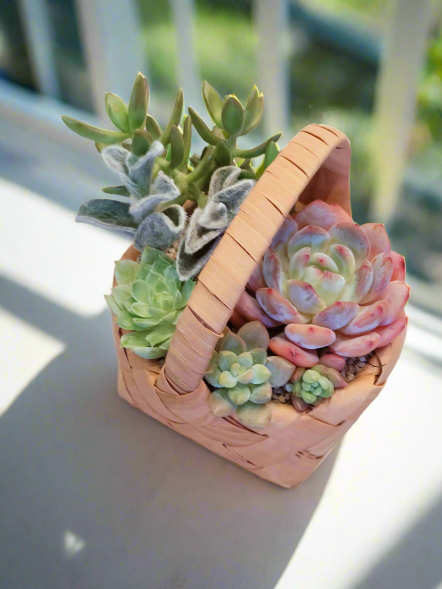 (Copy) Succulent Basket Bliss ( Customised) - SlowBloomGreens