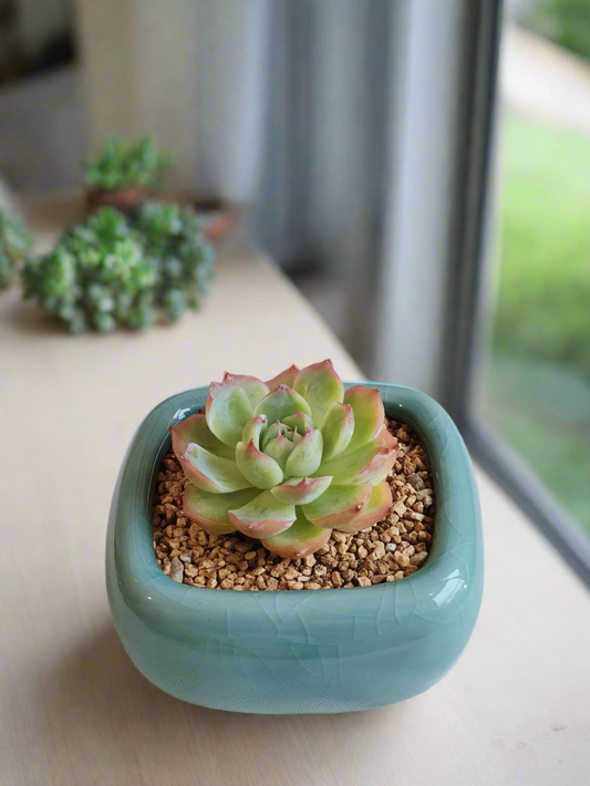 Succulent Zen Square Turquoise Pot – Echeveria Agavoides 'Casio'