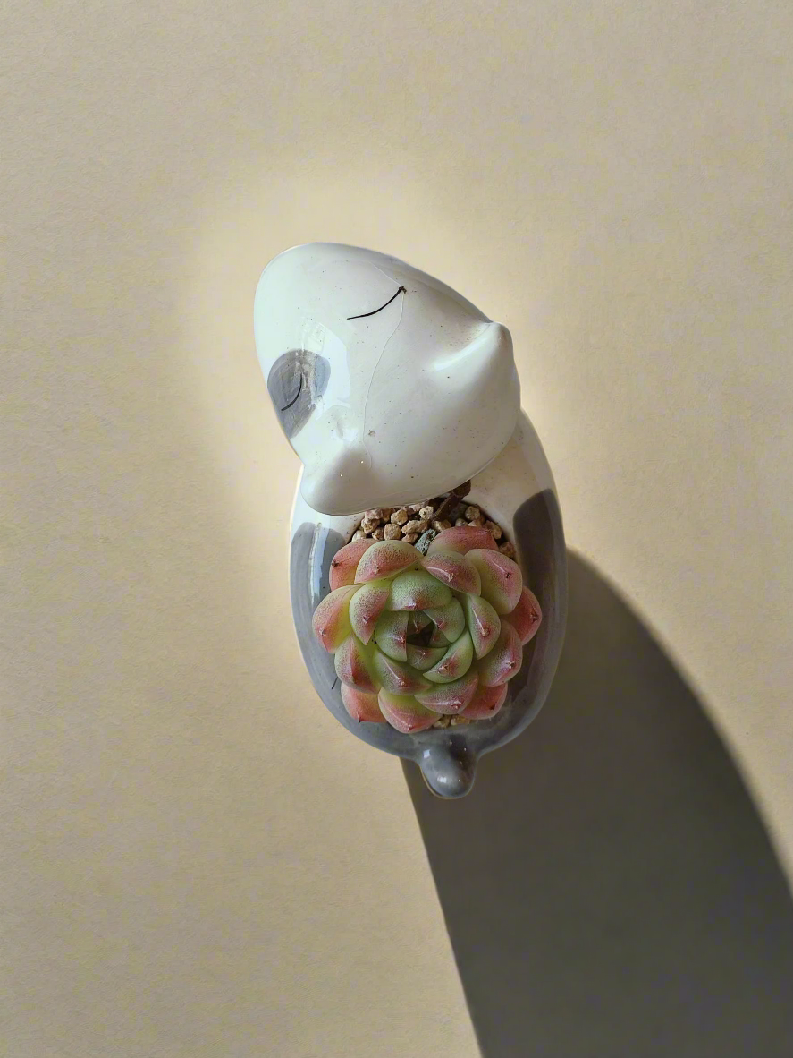 Succulent Puppy Bull Terrier - Echeveria Suryeon - SlowBloomGreens