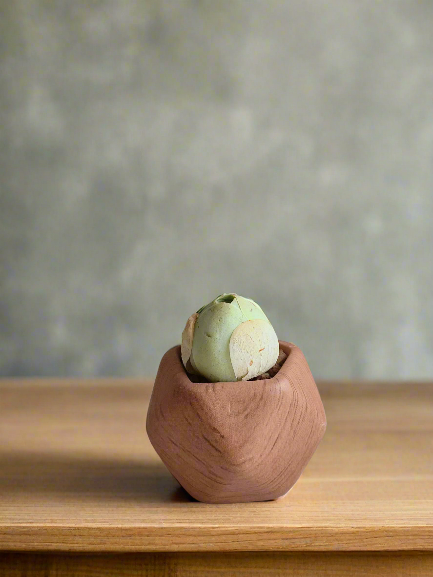 Beautiful Mountain Rose 'Greenovia' in woodgrain octagon pot