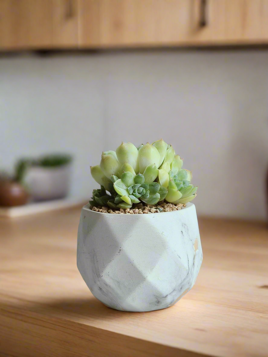 Close-up of Echeveria Onslow 'Michella' in a gold planter