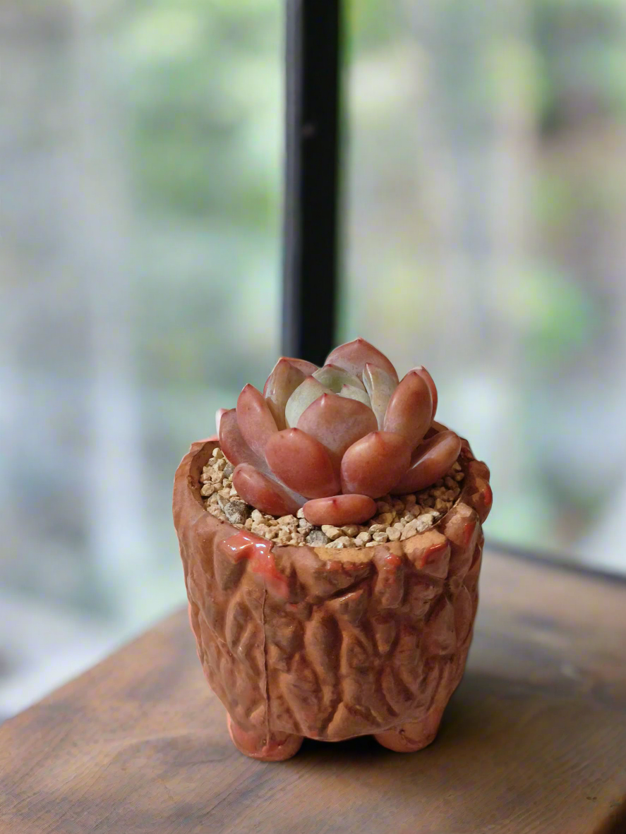 Succulent Rustica Ceramic Red – Echeveria Orange Monroe