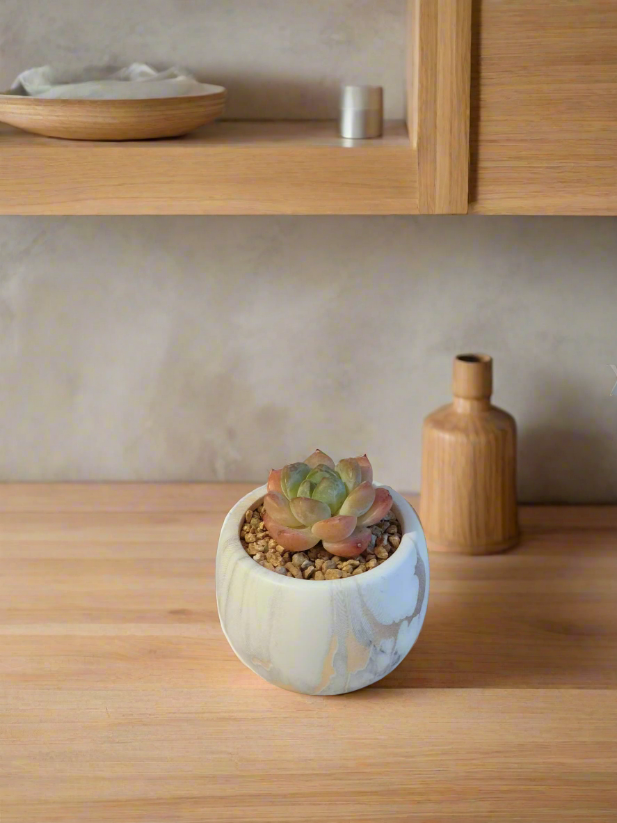 Echeveria Suryeon displayed beautifully in the eye-catching Succulent Mini Round Gold Pot.