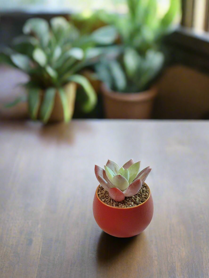 Succulent Auspicious Grace Pot - Graptoveria Opalina