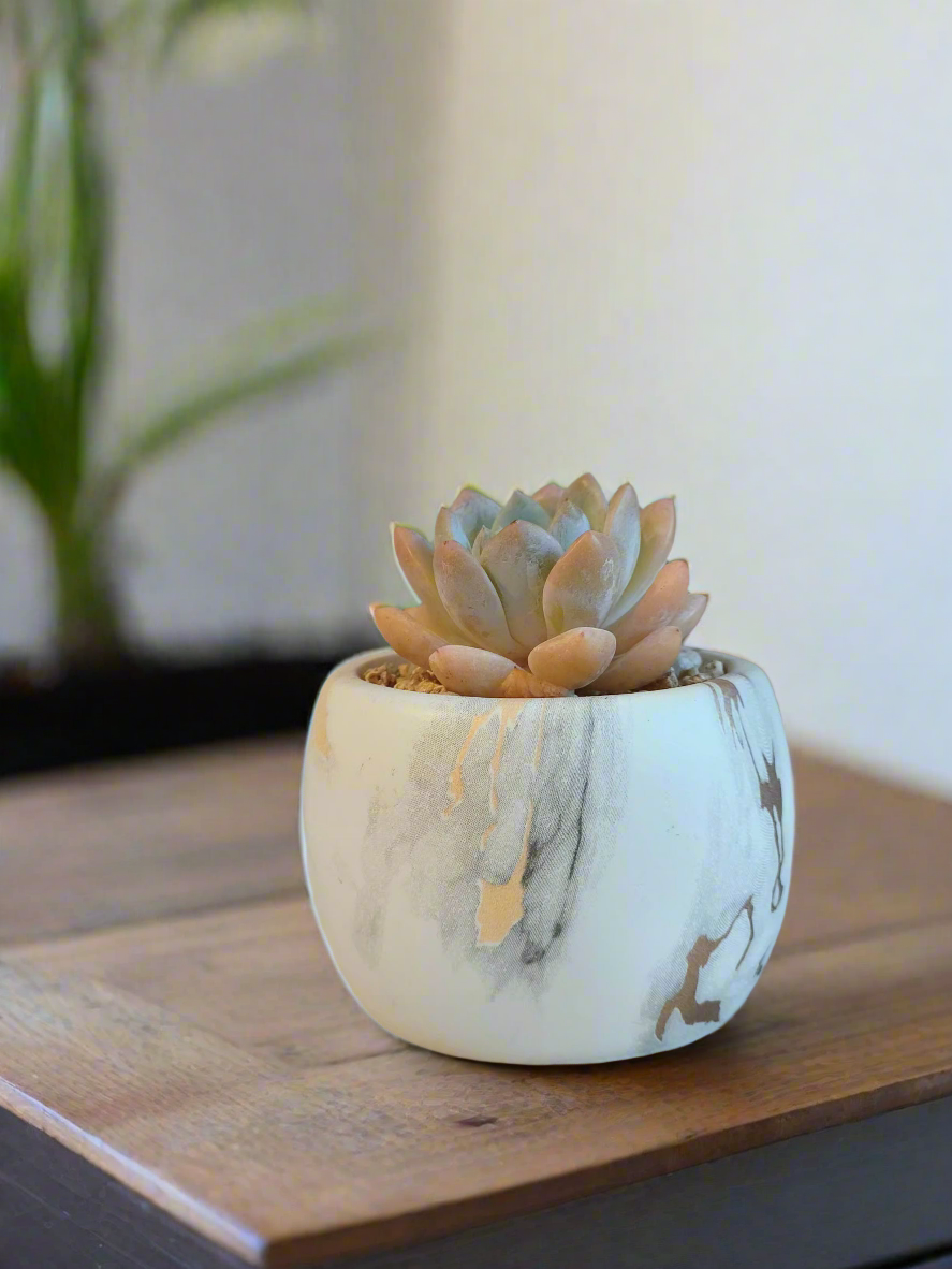 Natural setting featuring the Succulent Mini Round Gold Pot – Graptoveria Opalina.