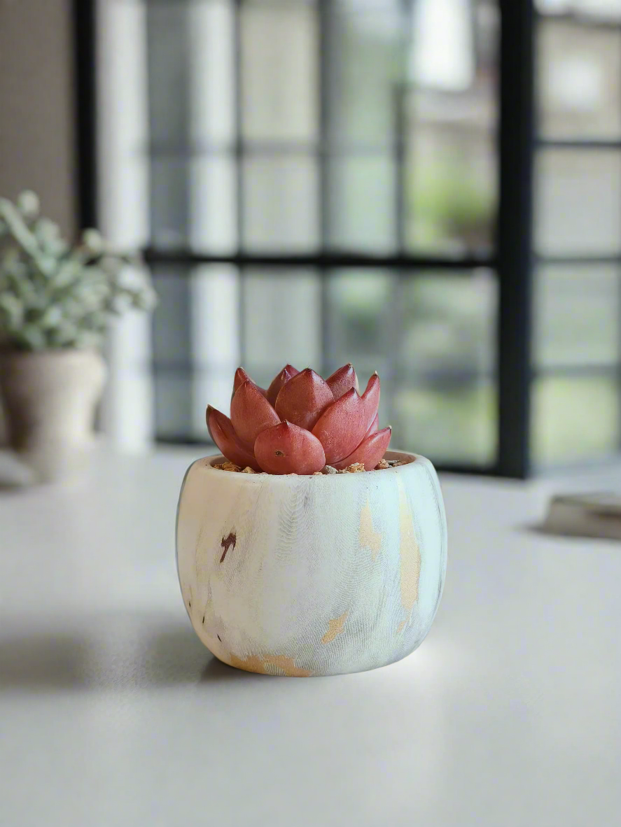 Handcrafted Succulent Mini Round Gold Pot – Echeveria Agavoides 'Romeo' enhancing decor.