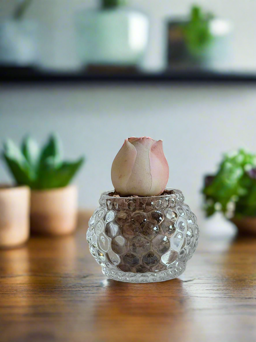 Succulent Round Bubble Glass - Mountain Rose - SlowBloomGreens