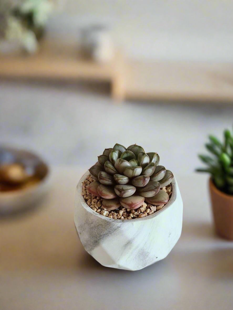 Succulent Harmony Ash Pot against a neutral backdrop, highlighting its elegance.