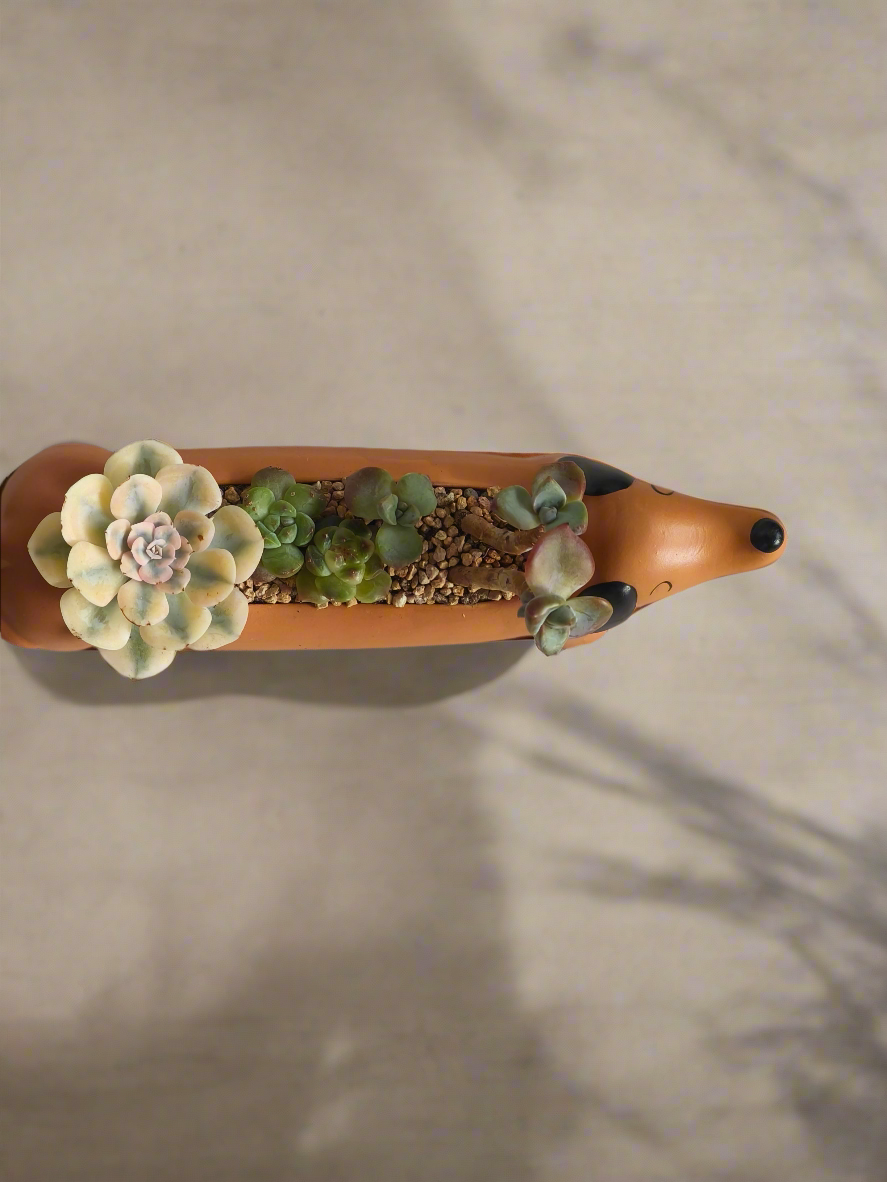 Succulent Daunchund Pot - Echeveria agavoides 'Akaihosi' & friends - SlowBloomGreens