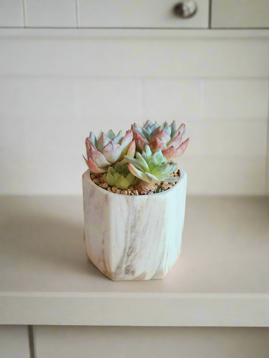 Succulent Radiant Octagon Brown – Echeveria BlueBird