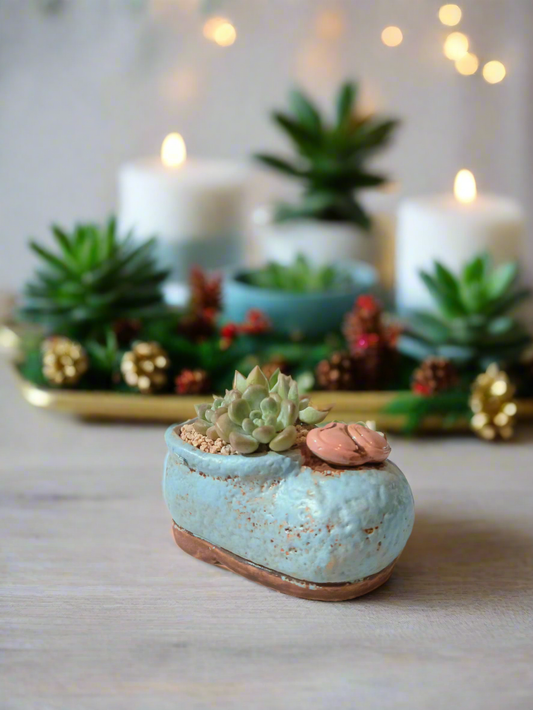 Succulent Mary Jane Charm Blue – Graptopetalum mendoza & Pachyveria pachyphytoides - SlowBloomGreens