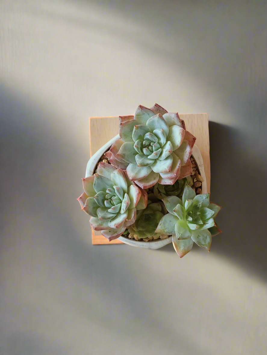 Succulent Radiant Octagon Brown – Echeveria BlueBird