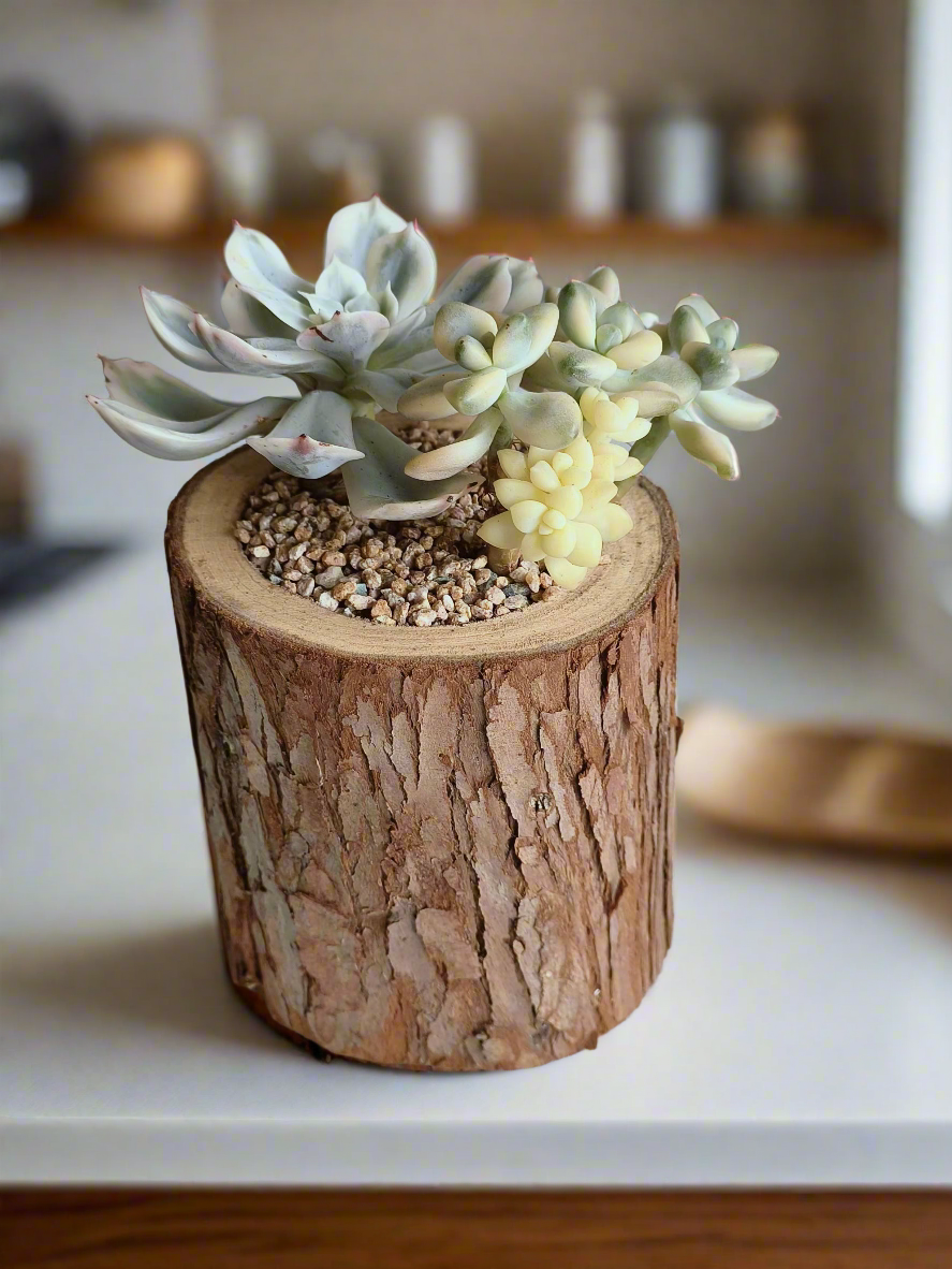 Succulent Natural Wood Pot - Graptoveria 'Titubans' & Echeveria Lenore Dean - SlowBloomGreens