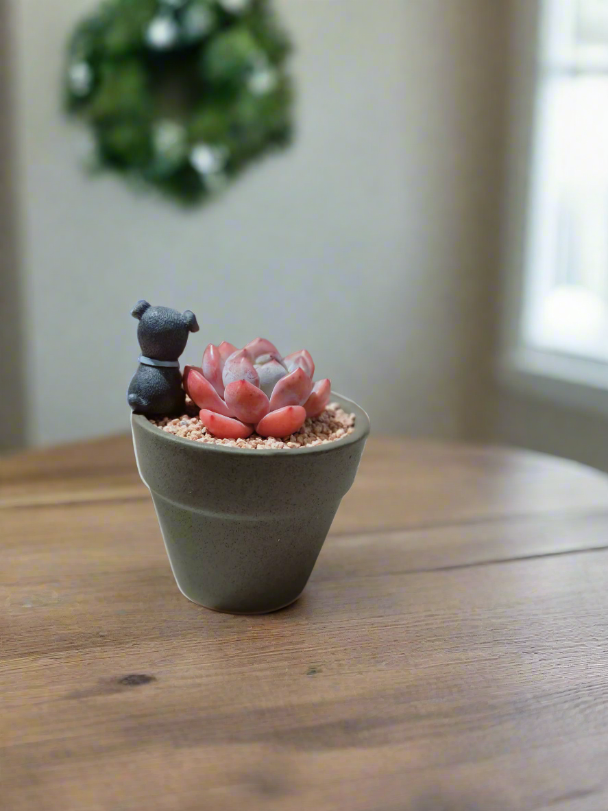 Succulent Schnauzer Pot - Echeveria Orange Monroe - SlowBloomGreens