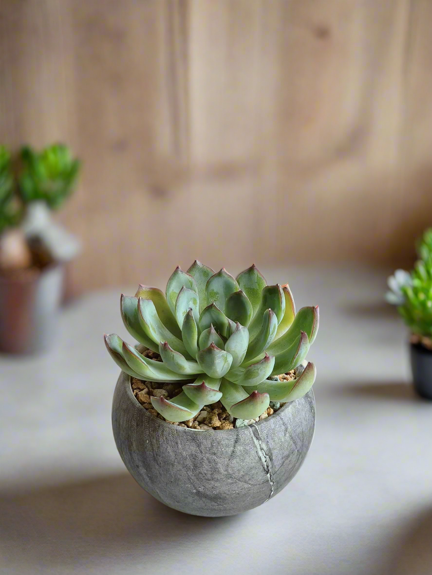 Succulent Elegant Round Dark Grey – Echevaria Pulidonis