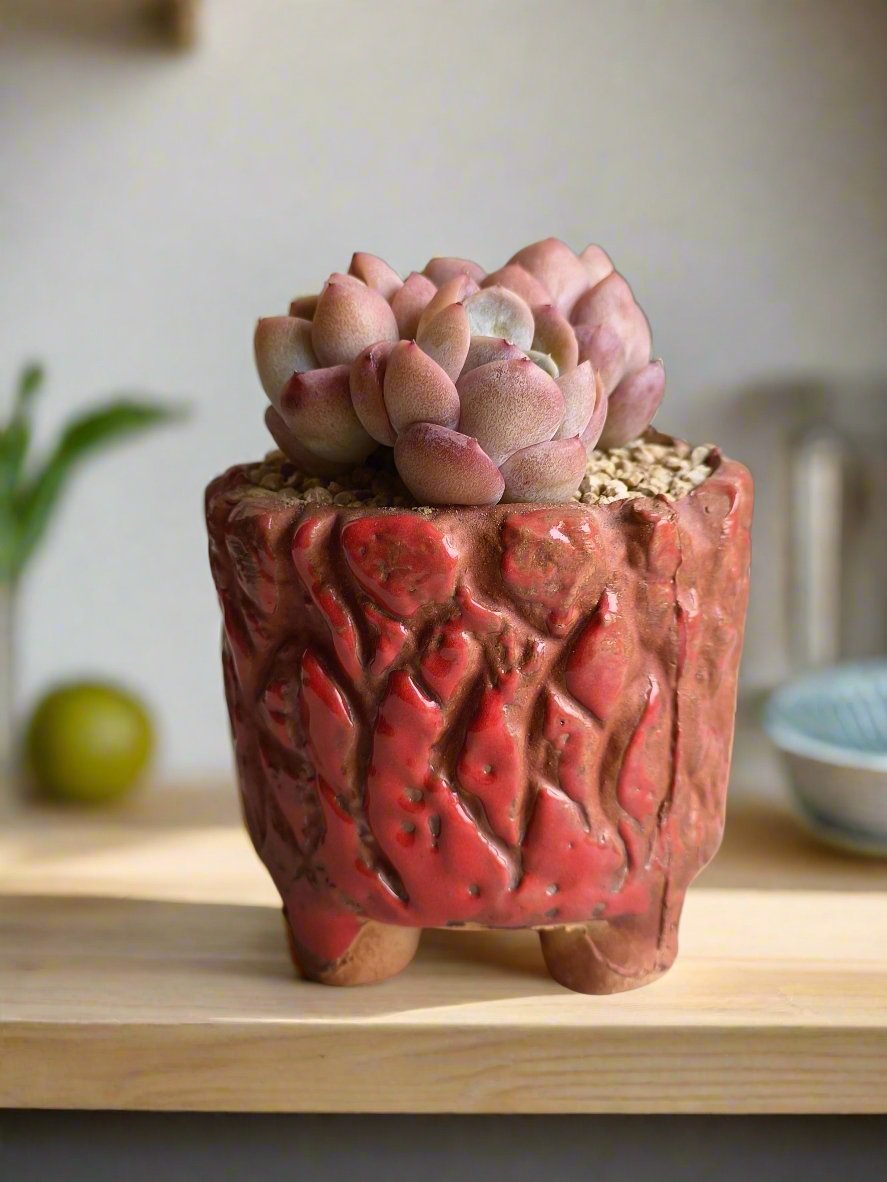 Succulent Rustica Ceramic Red – Echeveria hybrid