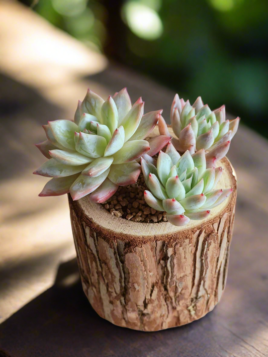 Succulent Natural Wood Pot - Echeveria Laui with 2 Echevaria'Blue Bird'