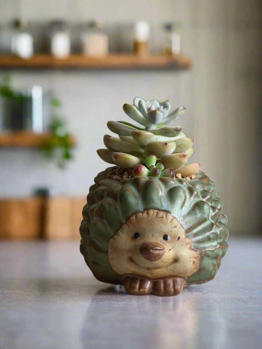 Succulent Hedgehog Pot - Pachyphytum